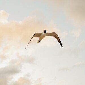 Seagull Serenity: Gulfport Coastal Photography Set